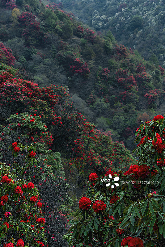 云南大理杜鹃花图片素材