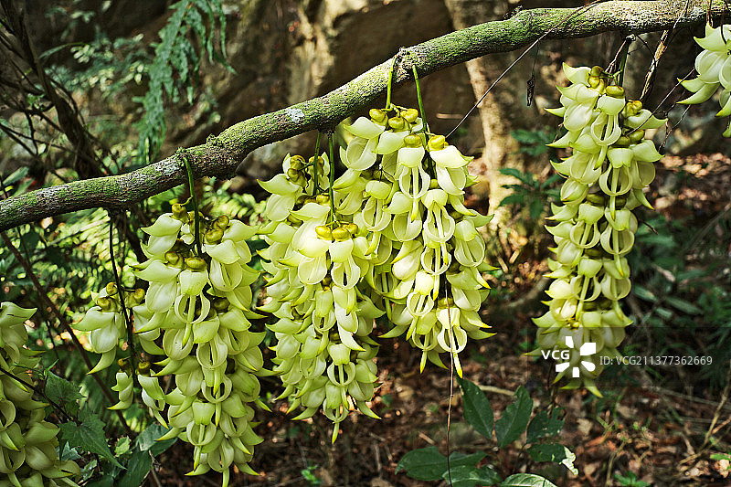 白花油麻藤图片素材