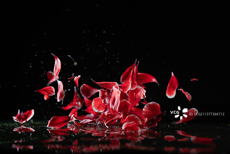虞美人花瓣黑色背景掉落瞬间高速摄影图片素材