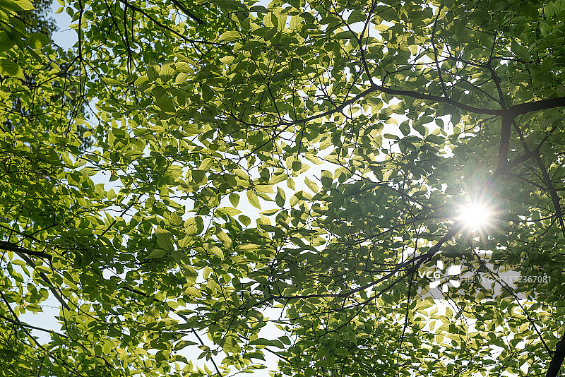 春天阳光下的新长出叶子的朴树植物图片素材