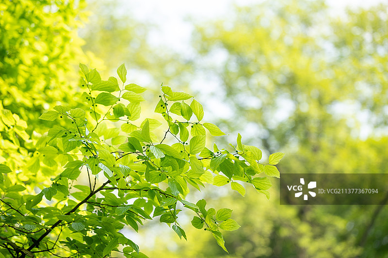 春天阳光下的新长出叶子的朴树植物图片素材