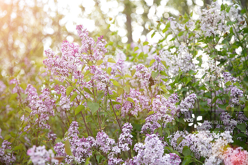 春天户外的丁香花图片素材