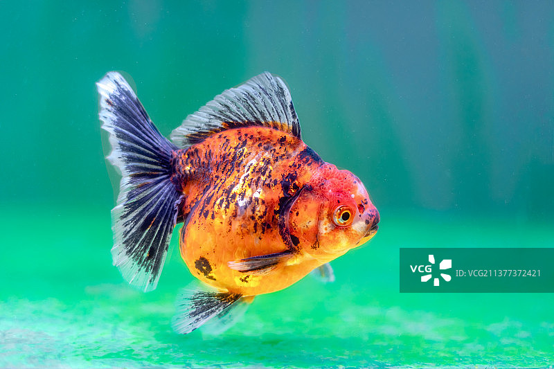 游动的金鱼图片素材
