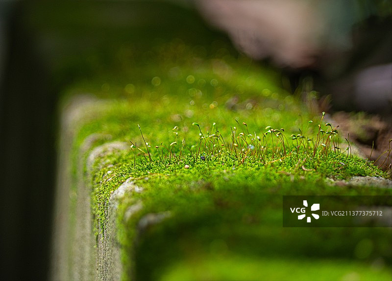 苔藓特写图片素材