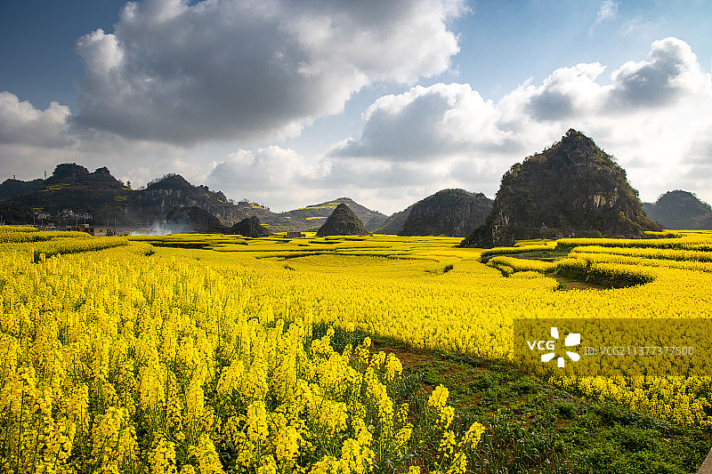 木岗镇油菜花图片素材