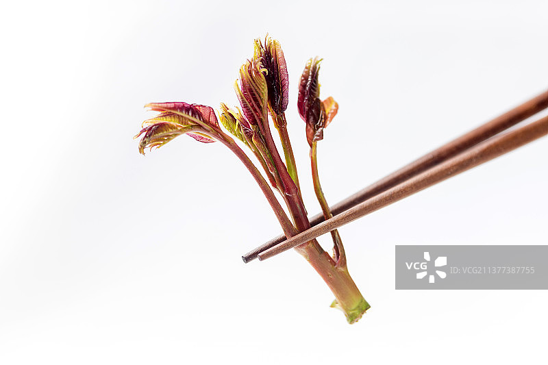 一盘香椿芽特写白色背景图片素材