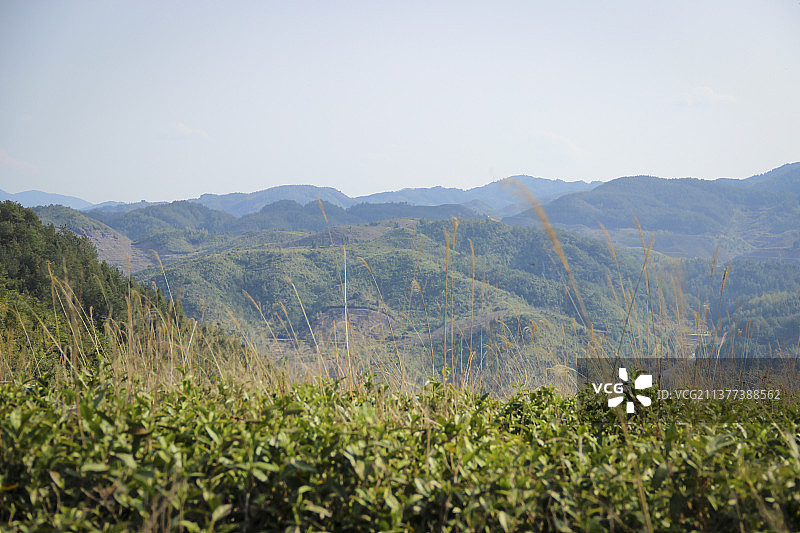 白茶茶山图片素材