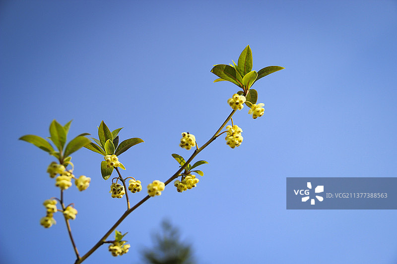 白茶茶山图片素材