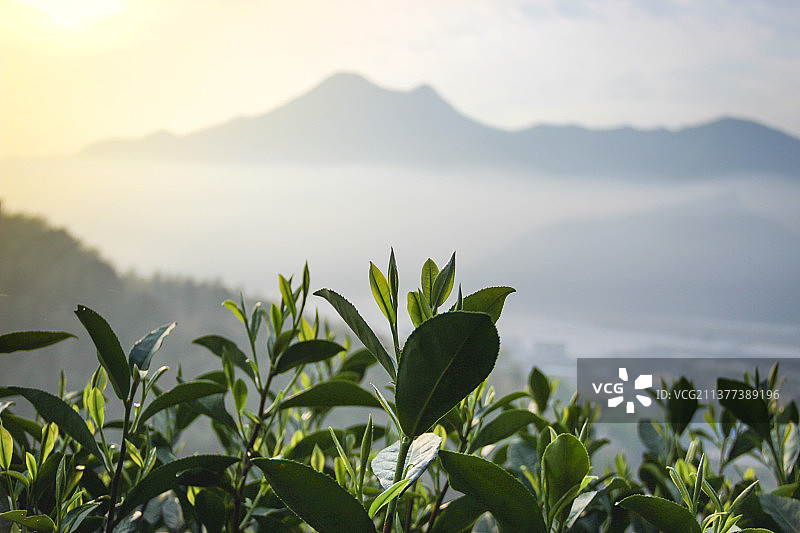 白茶茶山图片素材