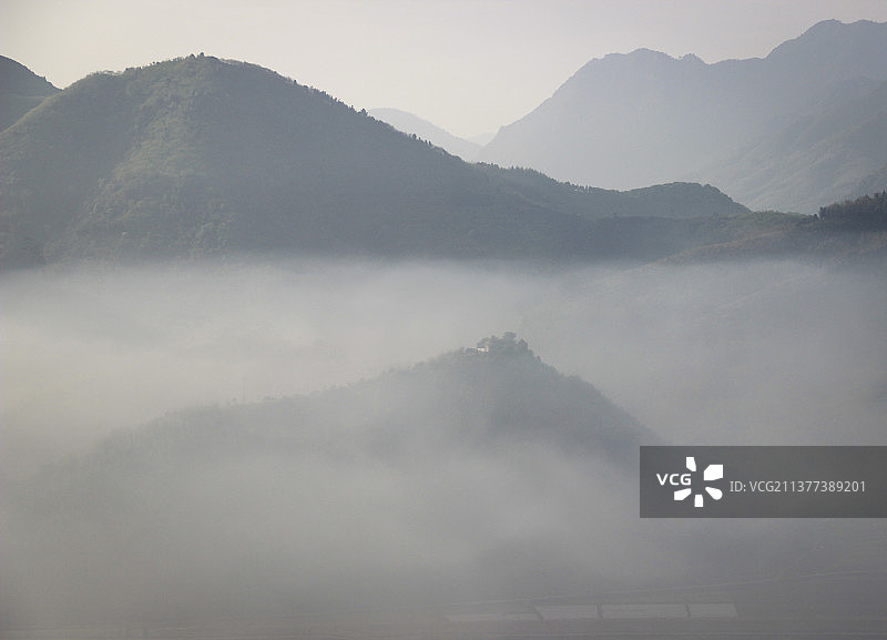 白茶茶山图片素材
