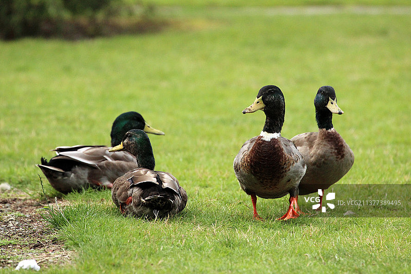 新西兰 野鸭绿头鸭图片素材