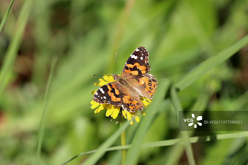 新西兰珂玉红蛱蝶生态照图片素材
