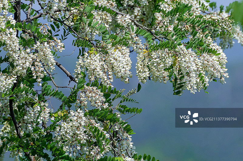 盛开的槐花图片素材