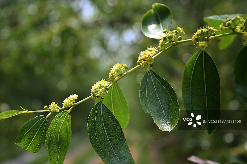 枣树的花朵图片素材
