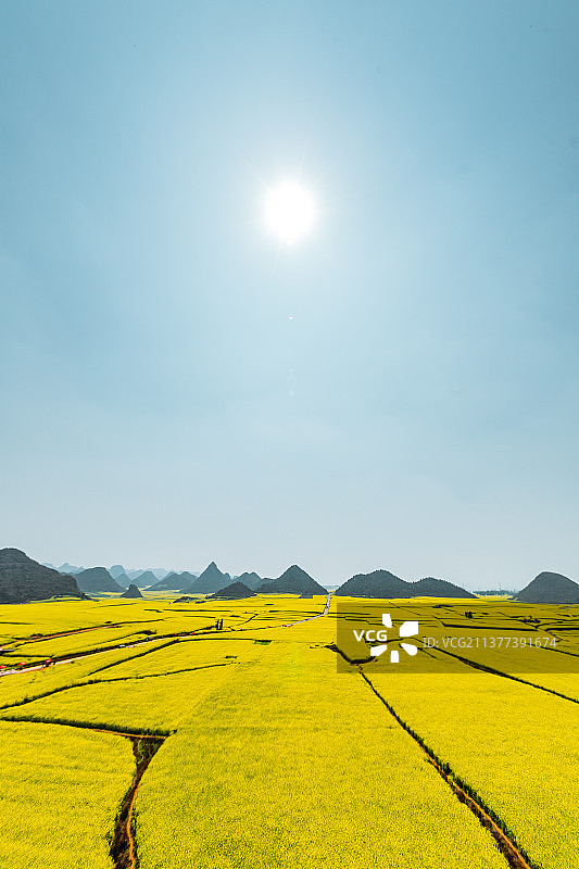 阳光蓝天下的油菜花图片素材