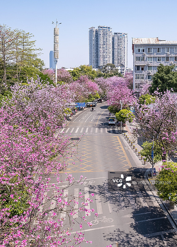 柳州紫荆花开图片素材