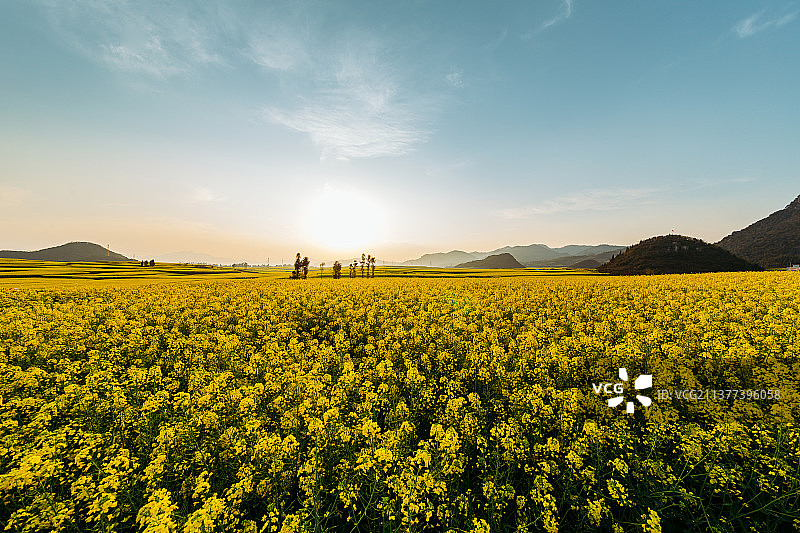 晴空下的油菜花海图片素材
