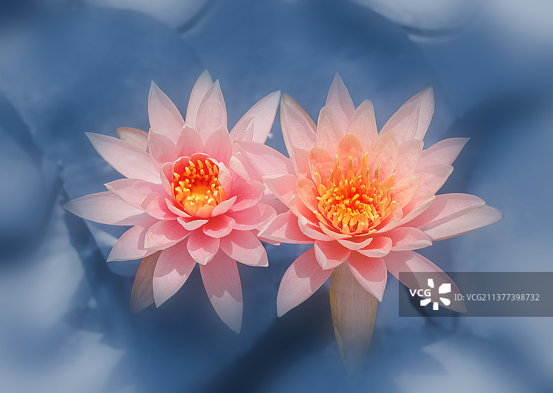 并蒂莲图片素材