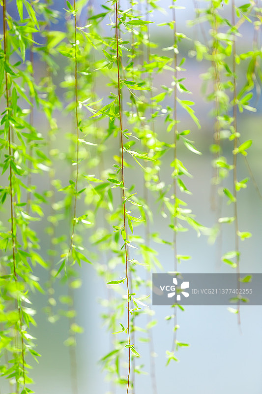 春天柳树发芽春意盎然春景手机壁纸图片素材