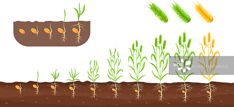 小麦生长阶段：发芽和播种图片素材
