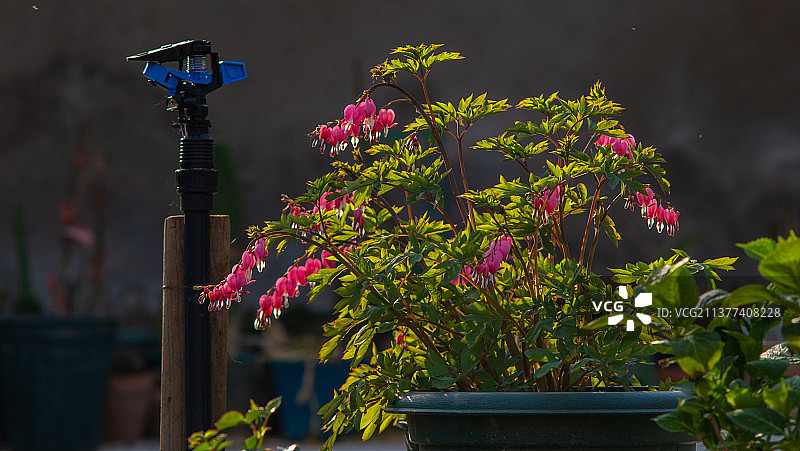 荷包牡丹图片素材