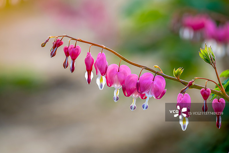 盛开的荷包牡丹特写图片素材