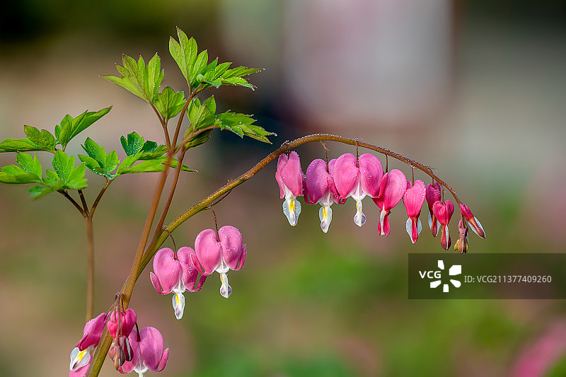 盛开的荷包牡丹特写图片素材