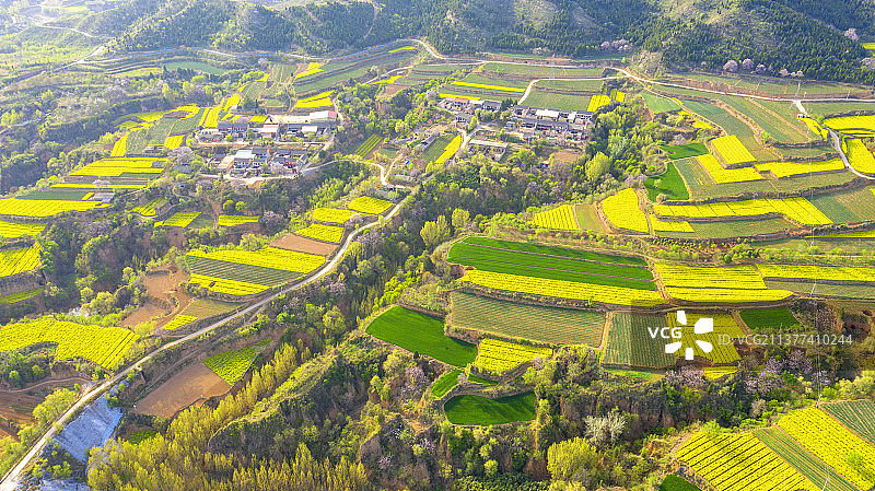 金黄的白菜花，紫色的泡桐花，青青的麦苗，小山村春色如画图片素材