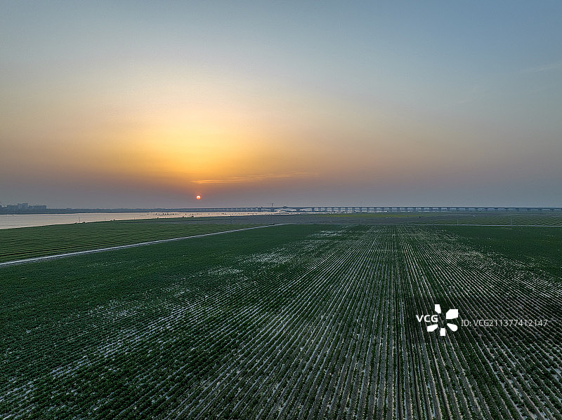 航拍襄阳宜城汉江万洋洲土豆种植基地自然风光图片素材