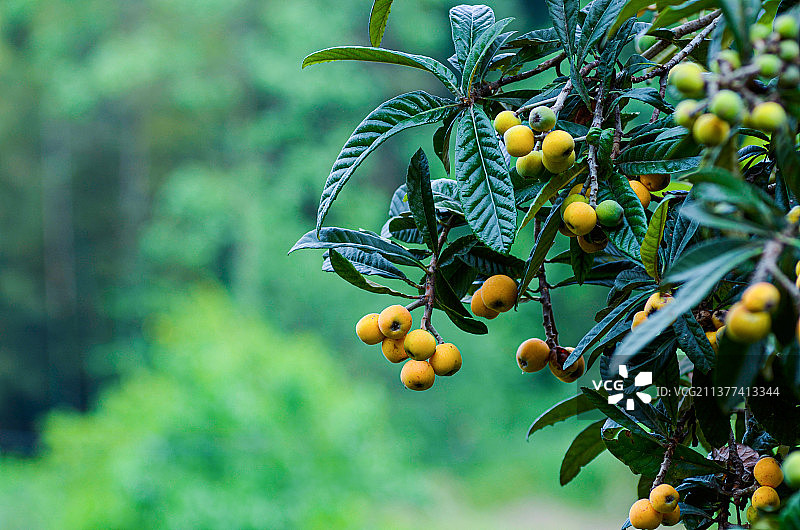 枇杷黄了图片素材