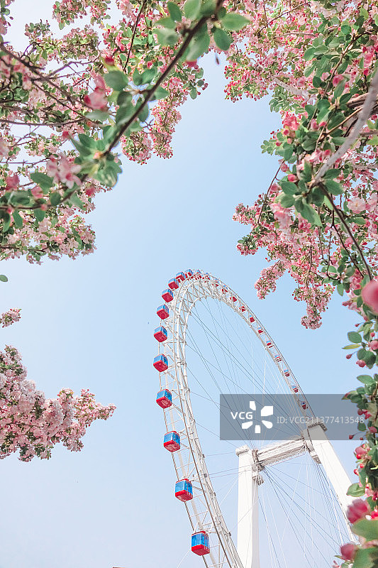 海棠花中的天津之眼图片素材