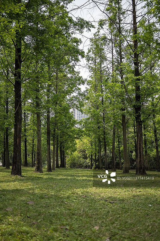 丛林 树林 夏日 公园图片素材
