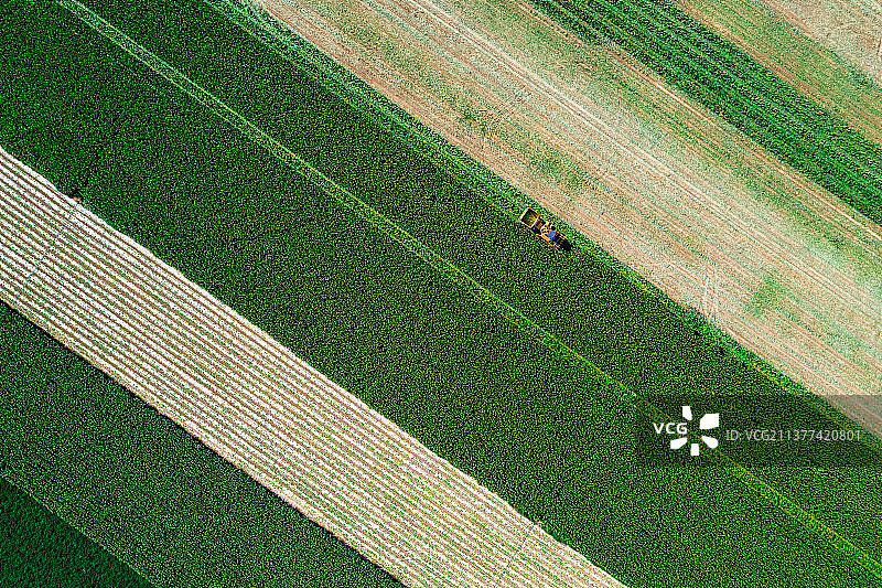 航拍河西走廊甜糯玉米机械化收获图片素材