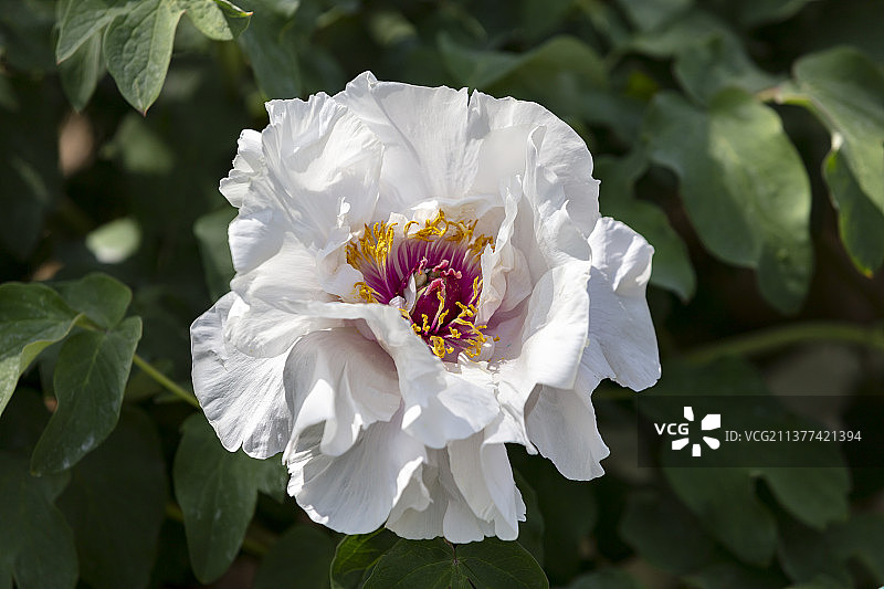 白牡丹特写图片素材