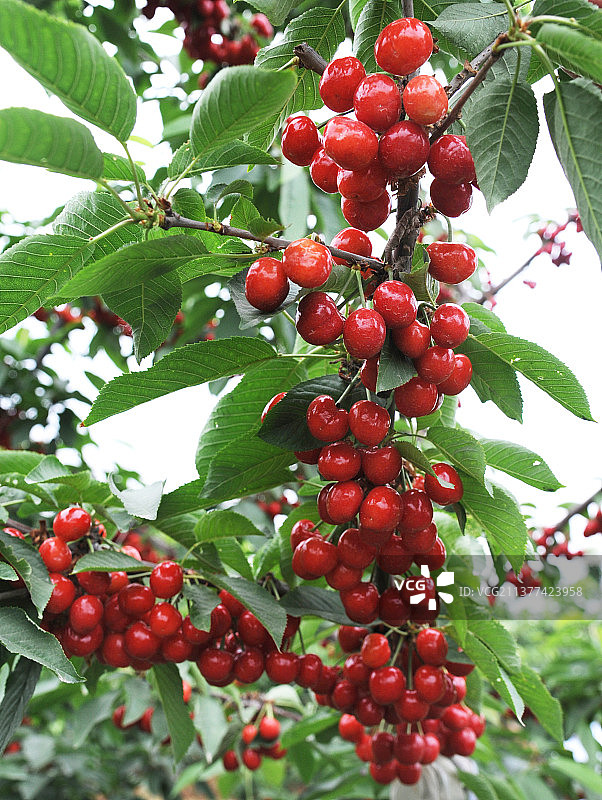 硕果累累的红樱桃挂满枝头图片素材