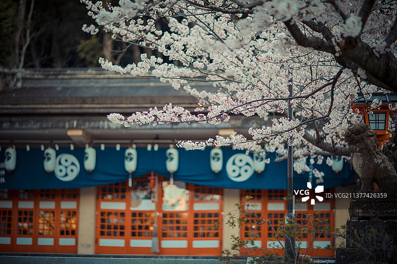 亚洲日本春天的樱花与樱树图片素材