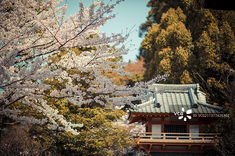 亚洲日本春天的樱花与樱树图片素材