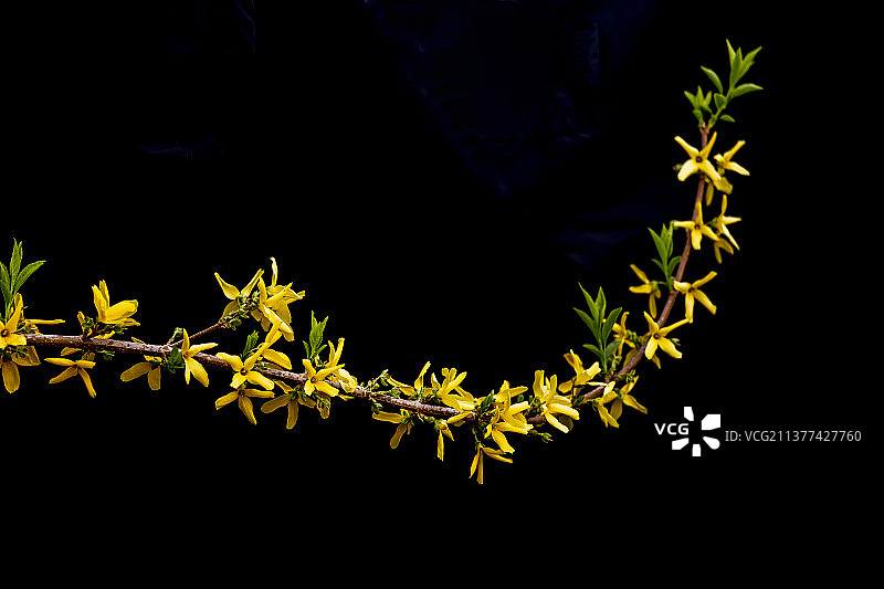 连翘花枝图片素材