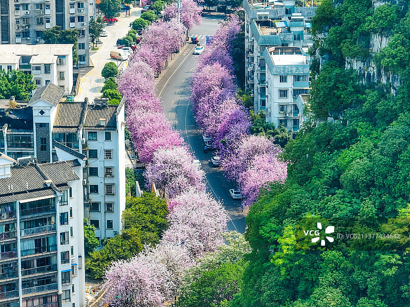 柳州水南路的紫荆花航拍图片素材