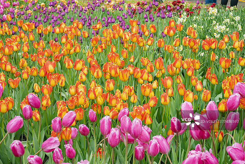 云南昆明翠湖公园图片素材