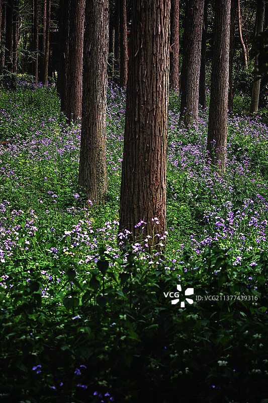 水杉林和二月兰+中山植物园（南京）图片素材