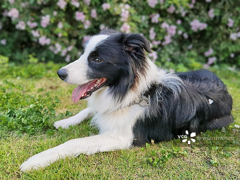 草坪、蔷薇花与边境牧羊犬图片素材