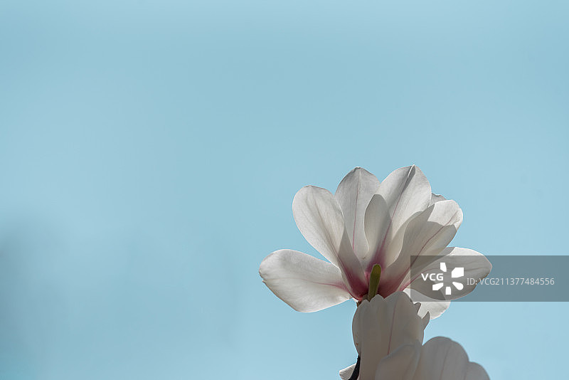 暖阳下盛开高雅莹洁的白色玉兰花图片素材