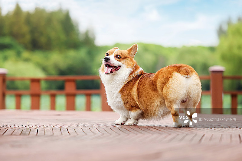 可爱的柯基犬图片素材