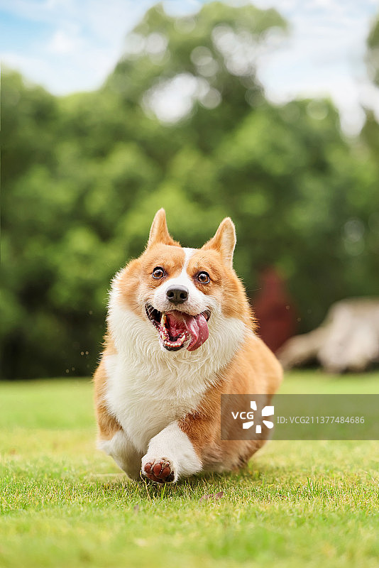 可爱的柯基犬图片素材