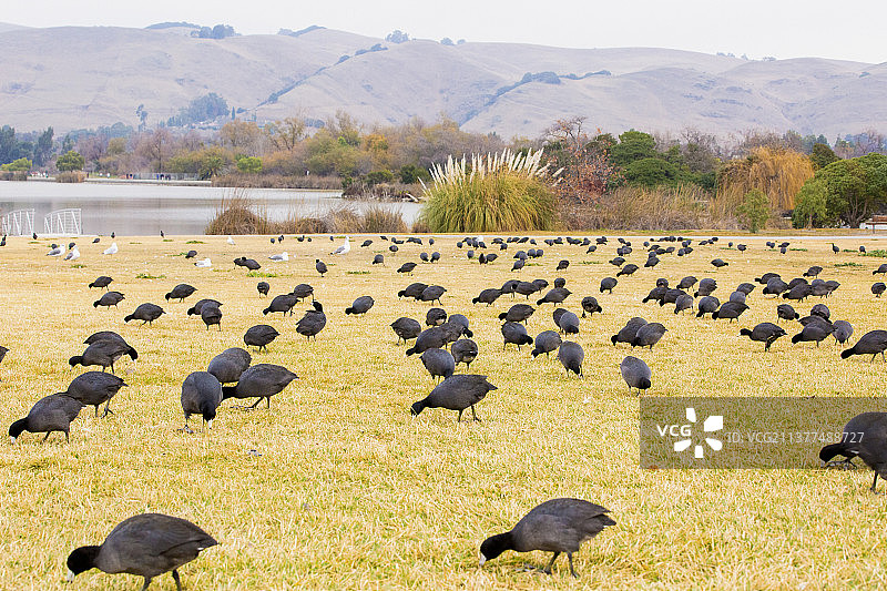 骨顶鸡-家园图片素材
