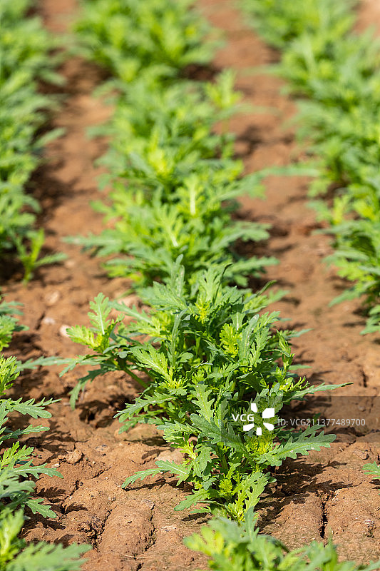 生长在地里的茼蒿图片素材