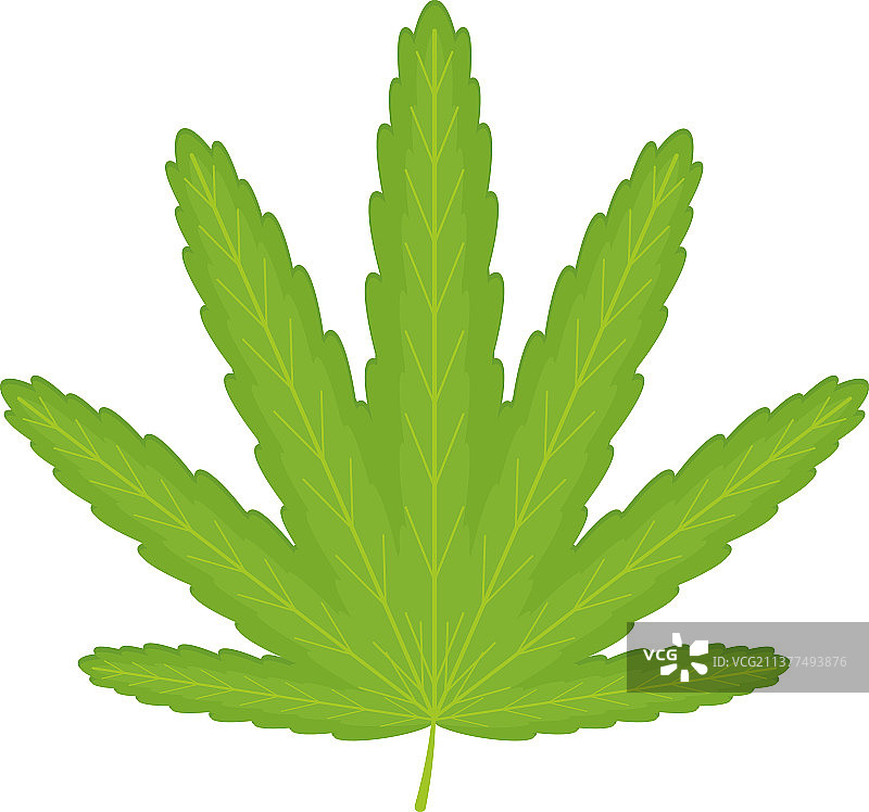 阿拉利亚叶图标图片素材