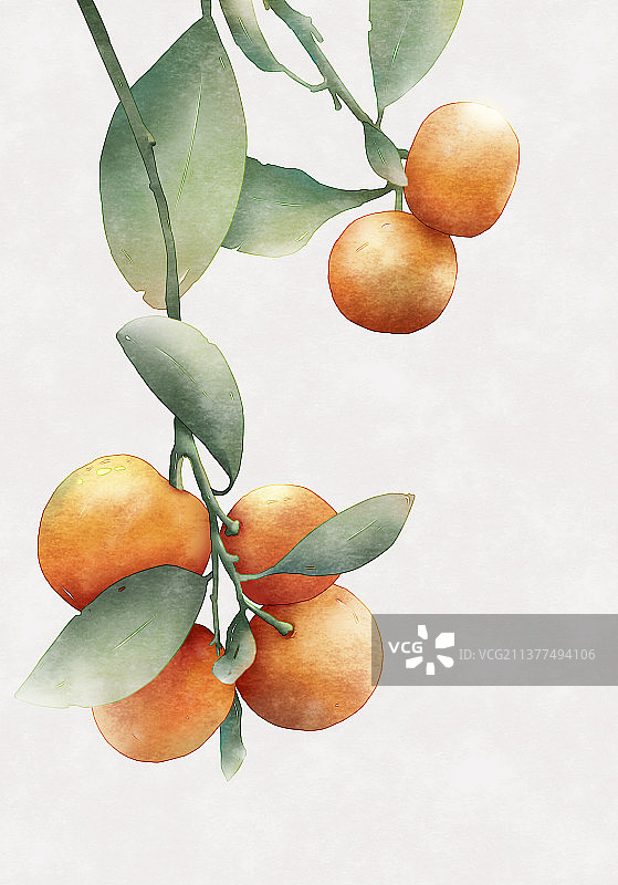 水彩植物金橘图片素材