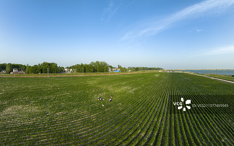 航拍襄阳宜城汉江万洋洲土豆种植基地农业自然风光图片素材